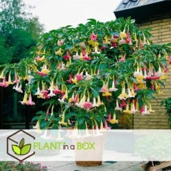 Brugmansia - Mix Van 6 - Trompetvormige Tuin Bloemen - Pot 9cm - Hoogte 25-40cm -Goedkope Planten winkel 1000046285 0102