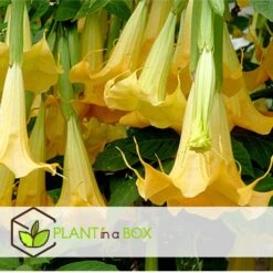 Brugmansia - Mix Van 6 - Trompetvormige Tuin Bloemen - Pot 9cm - Hoogte 25-40cm -Goedkope Planten winkel 1000046285 0103