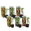 Brugmansia - Mix Van 6 - Trompetvormige Tuin Bloemen - Pot 9cm - Hoogte 25-40cm -Goedkope Planten winkel 1000046285