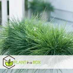 Festuca Glauca 'Elijah Blue' - Set Van 6 Festuca - Pot 9cm - Hoogte 10-15cm 7 Festuca Glauca 'Elijah Blue' - Set Van 6 Festuca - Pot 9cm - Hoogte 10-15cm -Goedkope Planten winkel 1000046289 0104