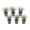 Festuca Glauca 'Elijah Blue' - Set Van 6 Festuca - Pot 9cm - Hoogte 10-15cm -Goedkope Planten winkel 1000046289