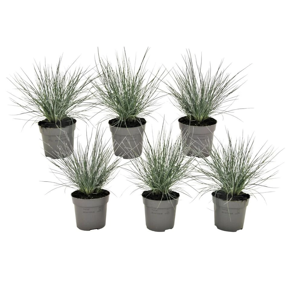 Festuca Glauca 'Elijah Blue' - Set Van 6 Festuca - Pot 9cm - Hoogte 10-15cm 1 Festuca Glauca 'Elijah Blue' - Set Van 6 Festuca - Pot 9cm - Hoogte 10-15cm