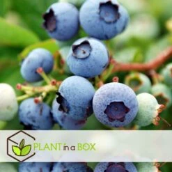 Blueberry 'Sunshine Blue' - Set Van 6 - Bessenplant - Pot 9cm - Hoogte 25-40cm -Goedkope Planten winkel 1000046291 0101