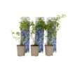 Blueberry 'Sunshine Blue' - Set Van 6 - Bessenplant - Pot 9cm - Hoogte 25-40cm -Goedkope Planten winkel 1000046291