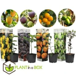 Medi Mix - Set Van 4 - Mediterrane Fruitbomen - Pot 9cm - Hoogte 25-40cm 6 Medi Mix - Set Van 4 - Mediterrane Fruitbomen - Pot 9cm - Hoogte 25-40cm -Goedkope Planten winkel 1000046298 0102