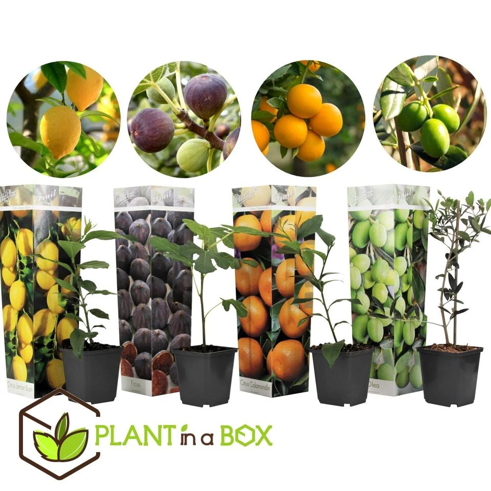 Medi Mix - Set Van 4 - Mediterrane Fruitbomen - Pot 9cm - Hoogte 25-40cm 3 Medi Mix - Set Van 4 - Mediterrane Fruitbomen - Pot 9cm - Hoogte 25-40cm - Afbeelding 3