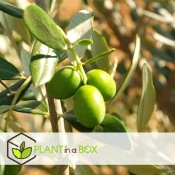 Medi Mix - Set Van 4 - Mediterrane Fruitbomen - Pot 9cm - Hoogte 25-40cm 7 Medi Mix - Set Van 4 - Mediterrane Fruitbomen - Pot 9cm - Hoogte 25-40cm -Goedkope Planten winkel 1000046298 0103