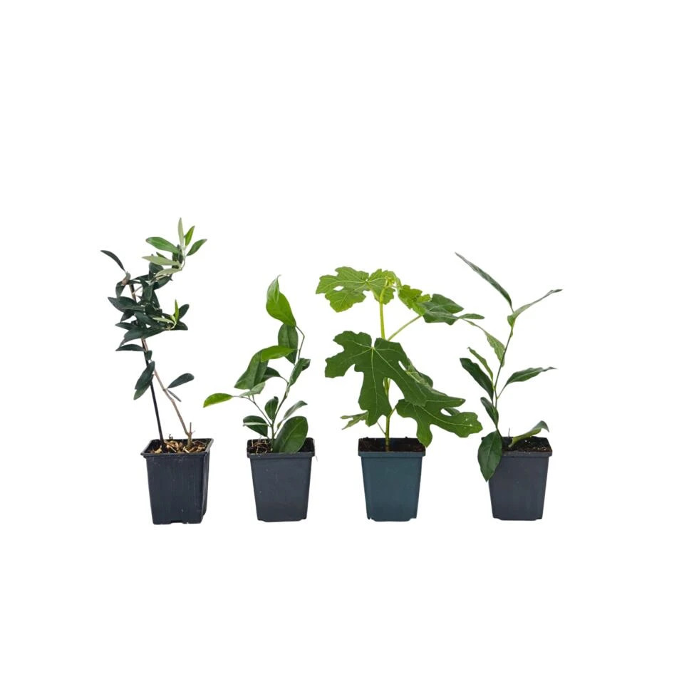 Medi Mix - Set Van 4 - Mediterrane Fruitbomen - Pot 9cm - Hoogte 25-40cm 1 Medi Mix - Set Van 4 - Mediterrane Fruitbomen - Pot 9cm - Hoogte 25-40cm
