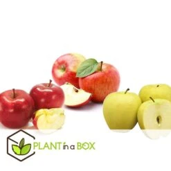 Malus - Mix Van 3 - Appelboom - Pilaar - Pot 9cm - Hoogte 60-70cm -Goedkope Planten winkel 1000046897 0102