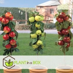 Malus - Mix Van 3 - Appelboom - Pilaar - Pot 9cm - Hoogte 60-70cm -Goedkope Planten winkel 1000046897 0103