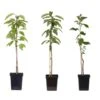 Malus - Mix Van 3 - Appelboom - Pilaar - Pot 9cm - Hoogte 60-70cm -Goedkope Planten winkel 1000046897