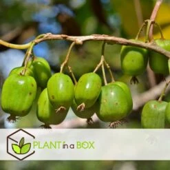 Smoothie Mix - Mix Van 4 - Goji,Cranberry,bes, Kiwi - Pot 9cm - Hoogte 25-40cm -Goedkope Planten winkel 1000046902 0102