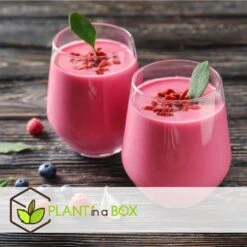 Smoothie Mix - Mix Van 4 - Goji,Cranberry,bes, Kiwi - Pot 9cm - Hoogte 25-40cm -Goedkope Planten winkel 1000046902 0103