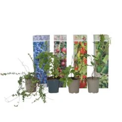 Smoothie Mix - Mix Van 4 - Goji,Cranberry,bes, Kiwi - Pot 9cm - Hoogte 25-40cm