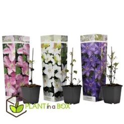 Mix Van 3 Clematis - Tuinplanten - Klimplant - Pot 9cm - Hoogte 25-40cm -Goedkope Planten winkel 1000046904 0102