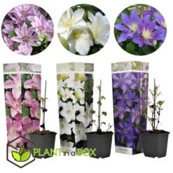 Mix Van 3 Clematis - Tuinplanten - Klimplant - Pot 9cm - Hoogte 25-40cm -Goedkope Planten winkel 1000046904 0103