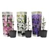 Mix Van 3 Clematis - Tuinplanten - Klimplant - Pot 9cm - Hoogte 25-40cm -Goedkope Planten winkel 1000046904