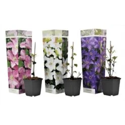 Mix Van 3 Clematis - Tuinplanten - Klimplant - Pot 9cm - Hoogte 25-40cm