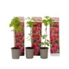 Frambozenplant - Set Van 3 - Frambozenstruik - Pot 9cm - Hoogte 25-40cm 9 Frambozenplant - Set Van 3 - Frambozenstruik - Pot 9cm - Hoogte 25-40cm -Goedkope Planten winkel 1000046908