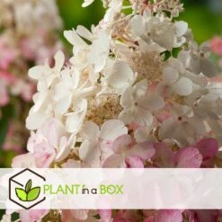 Hydrangea 'Pinky Winky' - Set Van 2 - Pluimhortensia - Pot 19cm - Hoogte 25-40cm 6 Hydrangea 'Pinky Winky' - Set Van 2 - Pluimhortensia - Pot 19cm - Hoogte 25-40cm -Goedkope Planten winkel 1000046909 0102