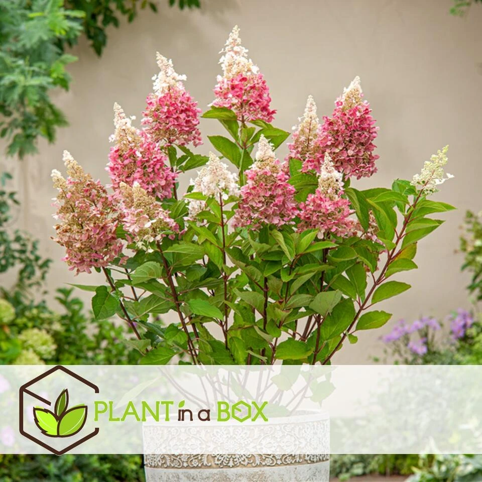 Hydrangea 'Pinky Winky' - Set Van 2 - Pluimhortensia - Pot 19cm - Hoogte 25-40cm 4 Hydrangea 'Pinky Winky' - Set Van 2 - Pluimhortensia - Pot 19cm - Hoogte 25-40cm - Afbeelding 4