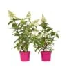 Hydrangea 'Pinky Winky' - Set Van 2 - Pluimhortensia - Pot 19cm - Hoogte 25-40cm