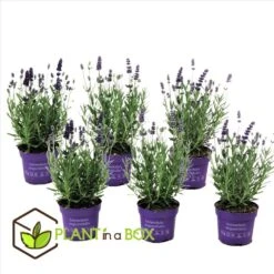 Lavandula Angustifolia - Set X6 - Lavandelplant - Pot 10.5cm - Hoogte 10-15cm -Goedkope Planten winkel 1000046914 0102