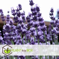 Lavandula Angustifolia - Set X6 - Lavandelplant - Pot 10.5cm - Hoogte 10-15cm -Goedkope Planten winkel 1000046914 0103