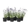 Lavandula Angustifolia - Set X6 - Lavandelplant - Pot 10.5cm - Hoogte 10-15cm 8 Lavandula Angustifolia - Set X6 - Lavandelplant - Pot 10.5cm - Hoogte 10-15cm -Goedkope Planten winkel 1000046914