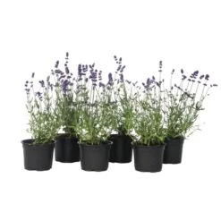 Lavandula Angustifolia - Set X6 - Lavandelplant - Pot 10.5cm - Hoogte 10-15cm