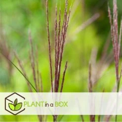 Miscanthus Sinensis 'Kleine Silberspinne' - Set Van 2 - Pot 23cm - Hoogte20-30cm -Goedkope Planten winkel 1000046915 0102