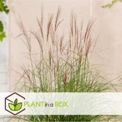 Miscanthus Sinensis 'Kleine Silberspinne' - Set Van 2 - Pot 23cm - Hoogte20-30cm -Goedkope Planten winkel 1000046915 0103