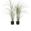 Miscanthus Sinensis 'Kleine Silberspinne' - Set Van 2 - Pot 23cm - Hoogte20-30cm -Goedkope Planten winkel 1000046915