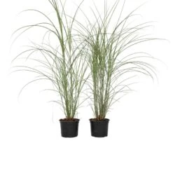 Miscanthus Sinensis 'Kleine Silberspinne' - Set Van 2 - Pot 23cm - Hoogte20-30cm