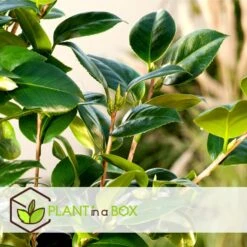 Goedkope Planten winkel -Goedkope Planten winkel 1000046921 0101