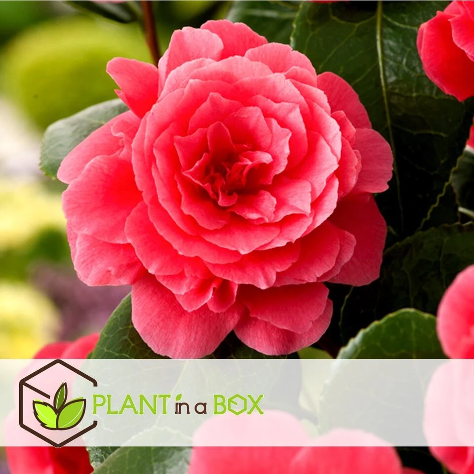 Camellia Japonica - Set Van 3 - Roze - Japanse Rozen - Pot 9cm - Hoogte 25-40cm 4 Camellia Japonica - Set Van 3 - Roze - Japanse Rozen - Pot 9cm - Hoogte 25-40cm - Afbeelding 4