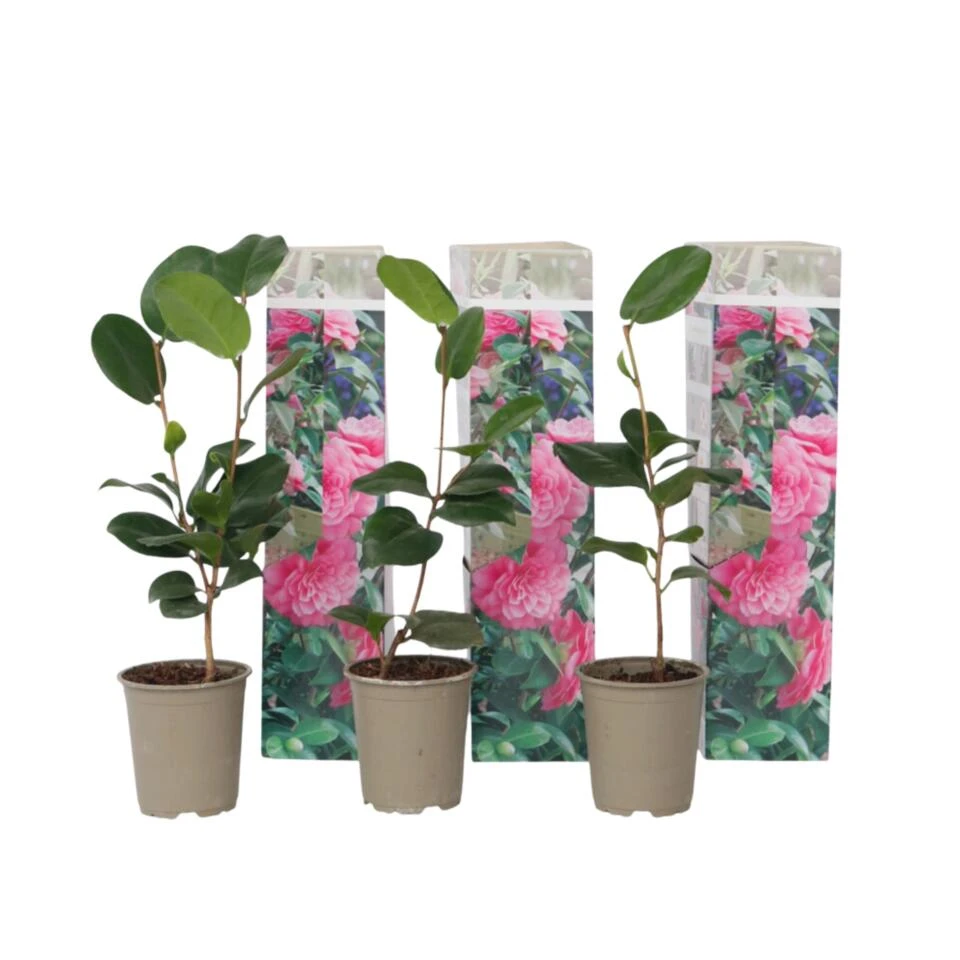 Camellia Japonica - Set Van 3 - Roze - Japanse Rozen - Pot 9cm - Hoogte 25-40cm 1 Camellia Japonica - Set Van 3 - Roze - Japanse Rozen - Pot 9cm - Hoogte 25-40cm