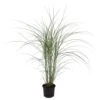 Miscanthus Sinensis 'Kleine Silberspinne' - Pot 23cm - Hoogte 20-30cm -Goedkope Planten winkel 1000046922