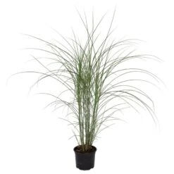 Miscanthus Sinensis 'Kleine Silberspinne' - Pot 23cm - Hoogte 20-30cm