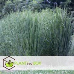 Panicum Virgatum Northwind - Set Van 2 - Siergrassen - Pot 23cm - Hoogte 40-60cm -Goedkope Planten winkel 1000046928 0103
