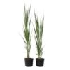 Panicum Virgatum Northwind - Set Van 2 - Siergrassen - Pot 23cm - Hoogte 40-60cm 9 Panicum Virgatum Northwind - Set Van 2 - Siergrassen - Pot 23cm - Hoogte 40-60cm -Goedkope Planten winkel 1000046928