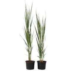 Panicum Virgatum Northwind - Set Van 2 - Siergrassen - Pot 23cm - Hoogte 40-60cm