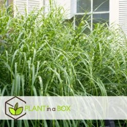 Miscanthus Zebrinus - Winterhard Siergras - Pot 23cm - Hoogte 20-30cm -Goedkope Planten winkel 1000046936 0102