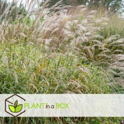 Miscanthus Zebrinus - Winterhard Siergras - Pot 23cm - Hoogte 20-30cm -Goedkope Planten winkel 1000046936 0103