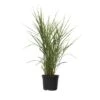 Miscanthus Zebrinus - Winterhard Siergras - Pot 23cm - Hoogte 20-30cm 8 Miscanthus Zebrinus - Winterhard Siergras - Pot 23cm - Hoogte 20-30cm -Goedkope Planten winkel 1000046936