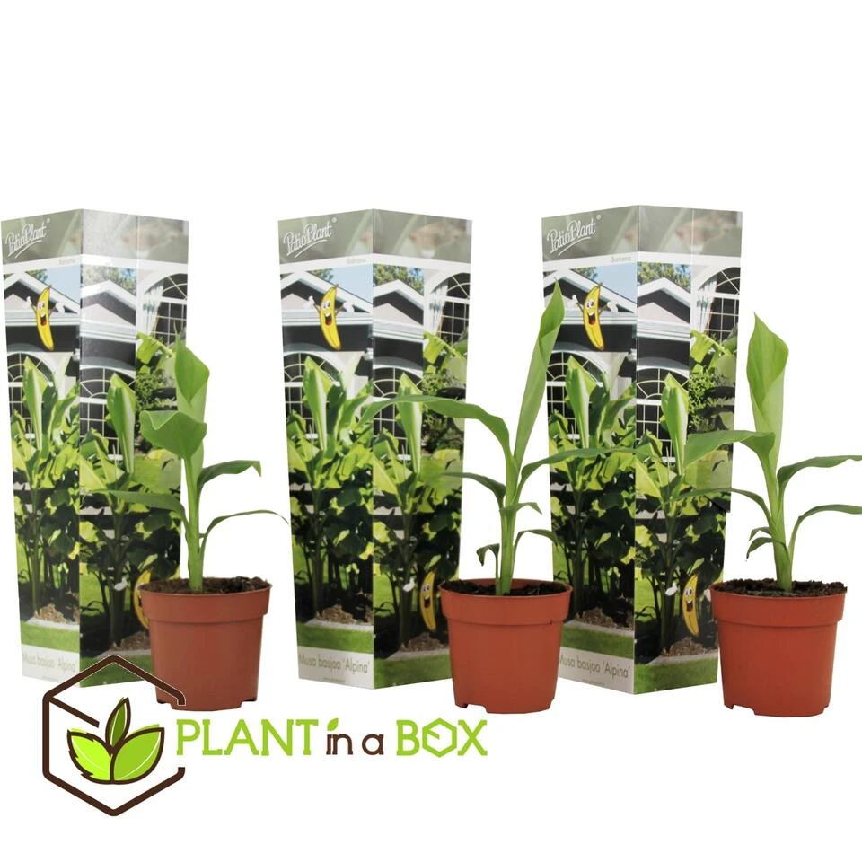 Musa Basjoo - Set Van 3 - Bananenplant - Tuinplant - Pot 9cm - Hoogte 25-40cm 2 Musa Basjoo - Set Van 3 - Bananenplant - Tuinplant - Pot 9cm - Hoogte 25-40cm - Afbeelding 2