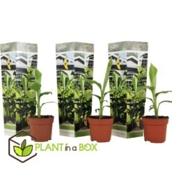 Musa Basjoo - Set Van 3 - Bananenplant - Tuinplant - Pot 9cm - Hoogte 25-40cm 6 Musa Basjoo - Set Van 3 - Bananenplant - Tuinplant - Pot 9cm - Hoogte 25-40cm -Goedkope Planten winkel 1000046943 0102