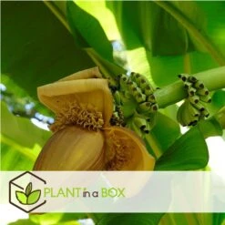 Musa Basjoo - Set Van 3 - Bananenplant - Tuinplant - Pot 9cm - Hoogte 25-40cm 7 Musa Basjoo - Set Van 3 - Bananenplant - Tuinplant - Pot 9cm - Hoogte 25-40cm -Goedkope Planten winkel 1000046943 0103