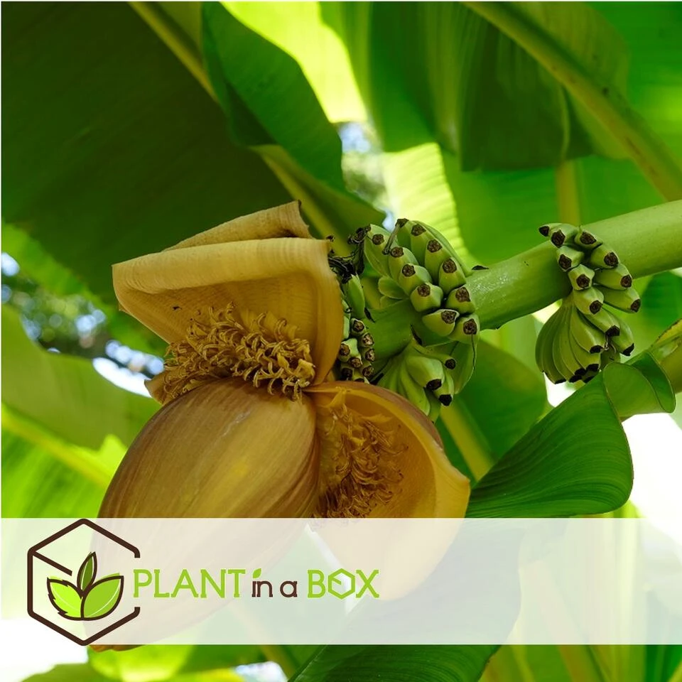 Musa Basjoo - Set Van 3 - Bananenplant - Tuinplant - Pot 9cm - Hoogte 25-40cm 4 Musa Basjoo - Set Van 3 - Bananenplant - Tuinplant - Pot 9cm - Hoogte 25-40cm - Afbeelding 4