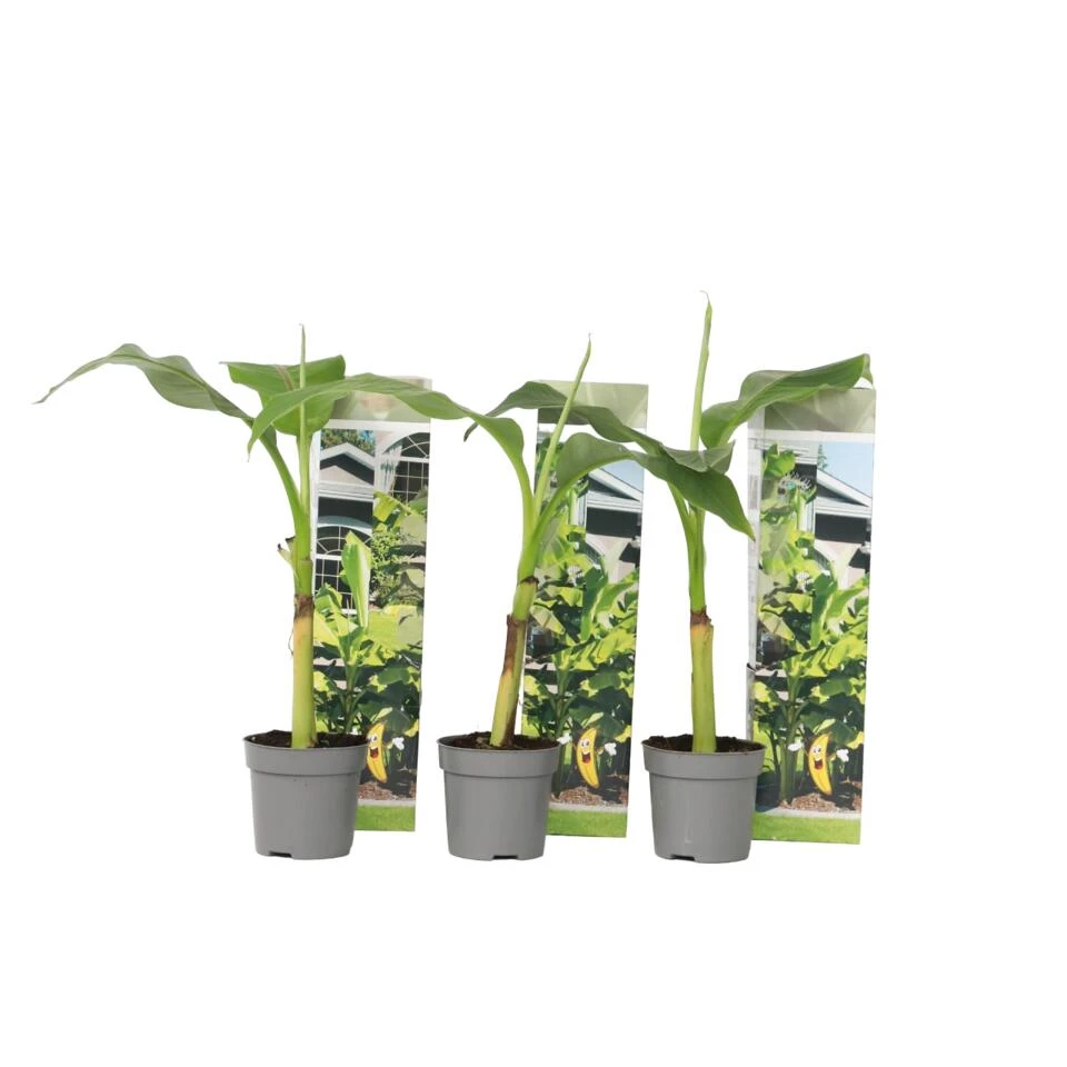 Musa Basjoo - Set Van 3 - Bananenplant - Tuinplant - Pot 9cm - Hoogte 25-40cm 1 Musa Basjoo - Set Van 3 - Bananenplant - Tuinplant - Pot 9cm - Hoogte 25-40cm
